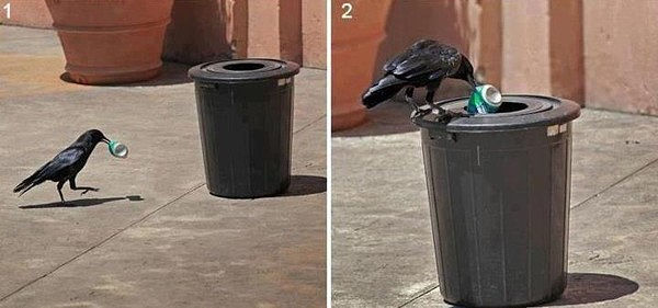 Ворона вытягивает пивную банку из мусорника